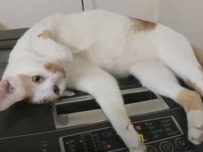 Качественный массаж: кошка устроила себе релакс на стиральной машине - golos.ua - Украина - Вьетнам - Ханой