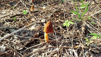В Башкирии нашли очередного грибника, заблудившегося в лесу - ufacitynews.ru - Башкирия - Белоруссия - район Благовещенский