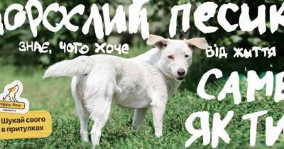 Ко Всемирному дню защиты животных Happy paw провел международный день доброты - skuke.net - Украина - Новости