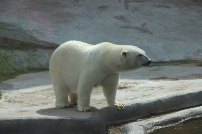 В Якутии ищут браконьера, убившего белого медведя - aif.ru - респ. Саха