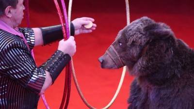 Смотритель цирка в Москве умер после нападения медведя - 5-tv.ru - Москва