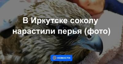 В Иркутске соколу нарастили перья (фото) - news.mail.ru - Иркутск - Сапсан