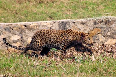 Леопард растерзал отставшего от друзей мальчика - lenta.ru - India - штат Махараштра