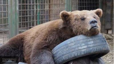 Медведь загрыз смотрителя цирка на проспекте Вернадского - newinform.com - Москва