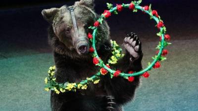 Юлия Иванова - СК возбудил уголовное дело по факту нападения медведя на смотрителя цирка - 5-tv.ru - Москва - Следственный Комитет