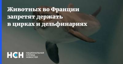 Животных во Франции запретят держать в цирках и дельфинариях - nsn.fm - Франция