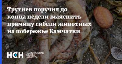 Михаил Мишустин - Юрий Трутнев - Трутнев поручил до конца недели выяснить причину гибели животных на побережье Камчатки - nsn.fm - Россия - окр. Дальневосточный