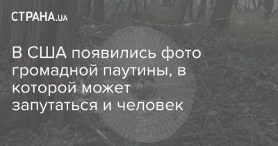 В США появились фото громадной паутины, в которой может запутаться и человек - strana.ua - США - USA - штат Миссури