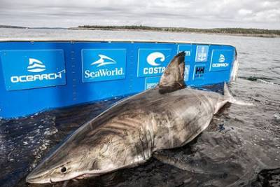 Поймана гигантская акула-людоед весом в полторы тонны - lenta.ru - Canada - провинция Новая Шотландия