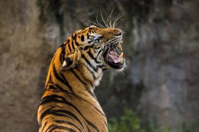 По факту гибели амурского тигра в Хабаровском крае могут возбудить уголовное дело - argumenti.ru - Хабаровский край - Уссурийск