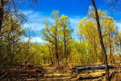 Более 100 деревьев украли у Новосибирска - tayga.info - Новосибирск - р-н Советский