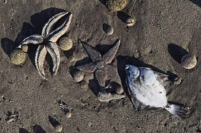 Всемирный фонд дикой природы заявил об отравлении Тихого океана - inform-ua.info - Россия