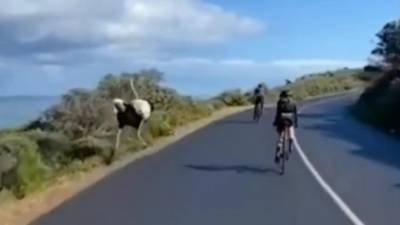 Видео из Южной Африки: Страус устроил гонки с велогонщиками - piter.tv - Юар - Кейптаун