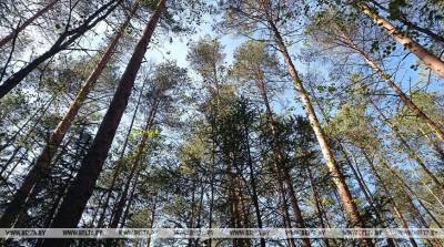 Запреты и ограничения на посещение лесов действуют в пяти районах Беларуси - belta.by - Белоруссия - Минск - Минская обл. - район Ивацевичский