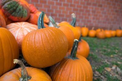 Осенний урожай тыквы − своевременная уборка и правильное хранение - skuke.net