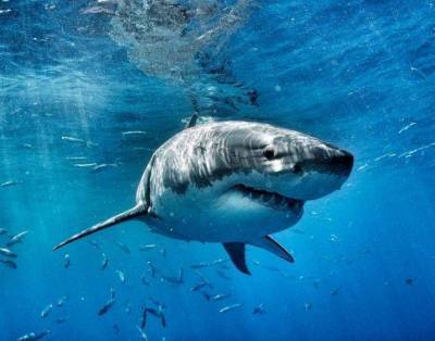 Королева океана: ученым удалось поймать пятиметровую белую акулу (ФОТО) - skuke.net - Canada - провинция Новая Шотландия