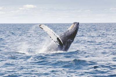 Ученые выяснили, почему киты меняют громкость своего пения - Cursorinfo: главные новости Израиля - cursorinfo.co.il - Израиль