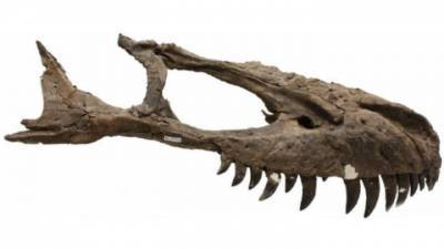 В США ушел с молотка скелет тираннозавра - vesti.ru - США - штат Южная Дакота