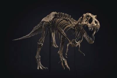 Скелет тиранозавра продали на аукционе почти за 32 миллиона долларов - lenta.ru - штат Южная Дакота