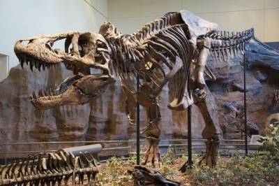 Скелет динозавра продали на аукционе Christie's за рекордные $31,8 млн - aif.ru - штат Южная Дакота