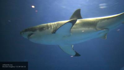 Исследователи поймали белую акулу колоссальных размеров - politros.com - Canada - провинция Новая Шотландия