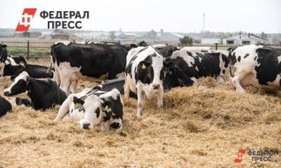 В Зауралье личные подсобные хозяйства получат новую меру поддержки - fedpress.ru