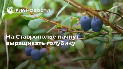На Ставрополье начнут выращивать голубику - smartmoney.one - Ставрополье