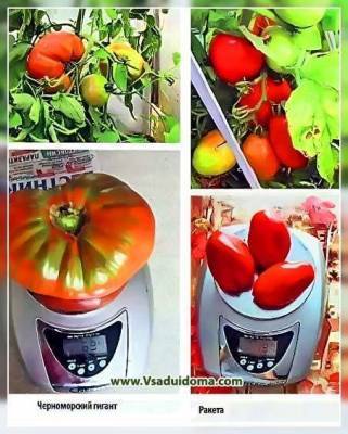Сравнение выращивания одних и тех же томатов в теплице и открытом грунте – отзывы - skuke.net