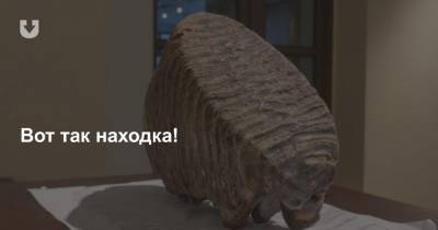 Зуб мамонта нашли в Шкловском районе — он уже в музее - news.tut.by - г. Александрия - район Шкловский - Шклов
