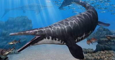 Ученые открыли новый вид древних морских рептилий - popmech.ru - Марокко