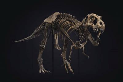 В США на аукционе продали скелет тиранозавра за рекордные 31,8 млн долларов - vkcyprus.com - Китай - США - штат Южная Дакота