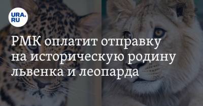 Карен Даллакян - РМК оплатит отправку на историческую родину львенка и леопарда - ura.news - Челябинск - респ. Дагестан - респ. Чечня - респ. Алания - Танзания