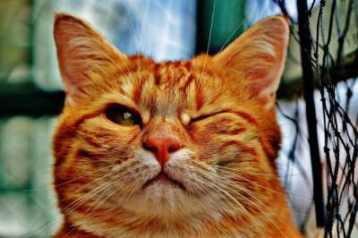 Психологи открыли способ общения с кошками при помощи глаз - live24.ru - Англия