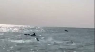 Стая дельфинов устроила шоу на одесском пляже, видео: "Это чудеса" - odessa.politeka.net - Одесса