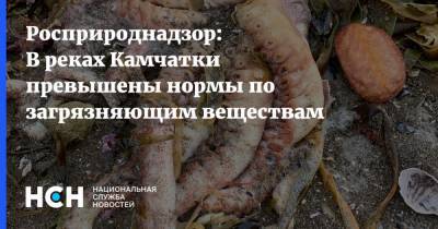 Росприроднадзор: В реках Камчатки превышены нормы по загрязняющим веществам - nsn.fm - Россия