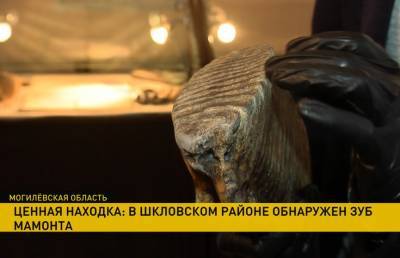 Зуб мамонта обнаружили рабочие в Шкловском районе - ont.by - район Шкловский