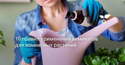 10 правил применения химикатов для комнатных растений - skuke.net