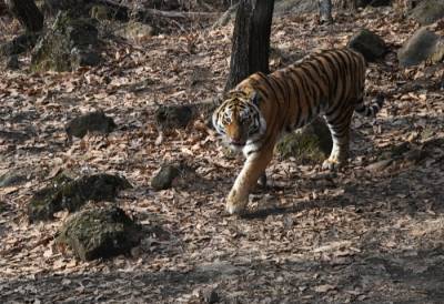 Ученые получили новые данные о миграции амурского тигра в Приморье - interfax-russia.ru - Приморье край