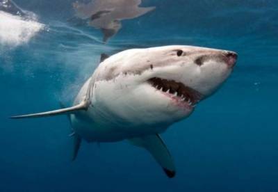 На побережье Канады поймали гигантскую акулу - facenews.ua - Украина - Канада - Шотландия - провинция Новая Шотландия