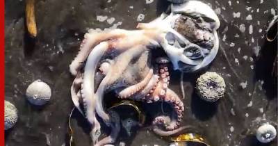Найдена возможная причина массовой гибели морских животных на Камчатке - profile.ru