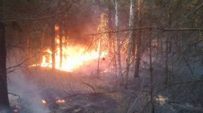 В Пензенской области огонь уничтожил почти 160 гектаров леса - penzainform.ru - Ленинск - Пензенская обл.