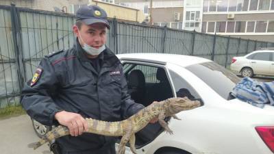 Освобожденный по УДО мужчина пришел в полицию с крокодилом и попросился в теплые края - vesti.ru - Россия - Сочи - район Тарногский