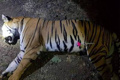 Неуловимый тигр убил восемь человек и месяцами скрывался в лесу - lenta.ru - India - штат Махараштра