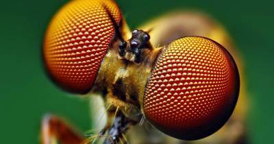 Ученые воспроизвели покрытие, защищающее от бликов глаза насекомых - popmech.ru