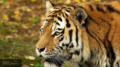 Аглая Чайковская - Полиция Индии месяцами выслеживает убивавшего людей тигра - politros.com - Индия - India - штат Махараштра