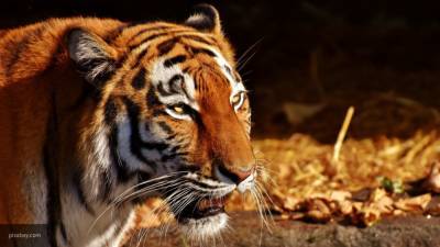 Неуловимый тигр растерзал восемь жителей Индии - newinform.com - Индия