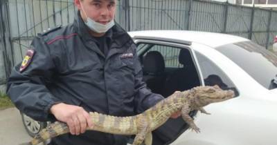 Мужчина остался без крокодила после просьбы отправить его в Сочи - ren.tv - Сочи - Волгоградская обл.