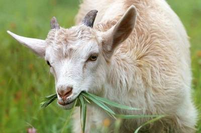 В Хабкрае женщина отказалась вакцинировать своих коз от сибирской язвы - hab.aif.ru - район Вяземский - Хабаровский край