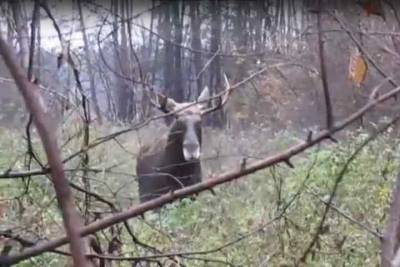 Огромного лося встретил в лесу житель Новосибирска и снял все на видео - novos.mk.ru - Новосибирск - Новосибирская обл.