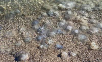 Берег Азовского моря даже в начале ноября усеян медузами: впечатляющие кадры (ФОТО) - enovosty.com - Бердянск - Азовское Море